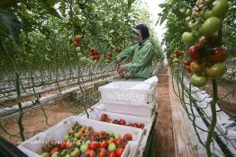 Image du Maroc Professionnelle de  Agriculture moderne au Sahara, Une femme marocaine effectue la cueillette des tomates en grappes sous une serre dans une ferme à Dakhla. Dans cette région la production des tomates en grappes bénéficie d’un climat phénoménalement ensoleillé, tempéré et régulier, Mardi 21 Novembre 2006. Avec l'introduction des cultures sous abris serres, la région de Dakhla est devenue en très peu de temps célèbre pour ces productions de fruits et légumes destinés à l’export. (Photo / Abdeljalil Bounhar) 